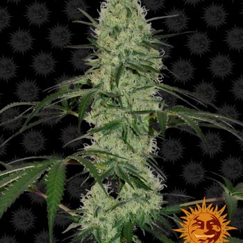 AUTO TANGERINE DREAM 1 seme femm.  Barney's Farm