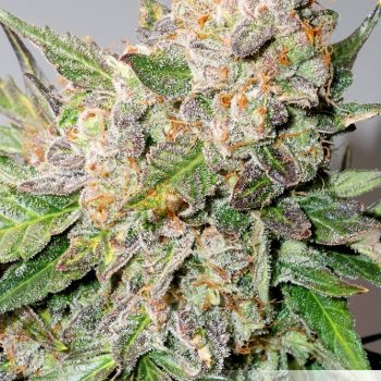 GLUEBERRY OG AUTO 3 semi femm Dutch Passion