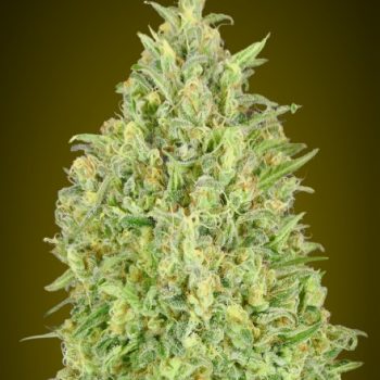 AUTO PINEAPPLE GLUE 1 seme femm Advanced Seeds