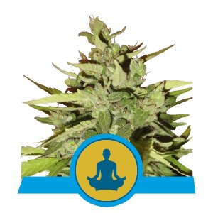 STRESS KILLER CBD AUTO 1 seme femm Royal Queen seeds