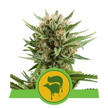SWEET SKUNK AUTO 1 seme femm Royal Queen seeds