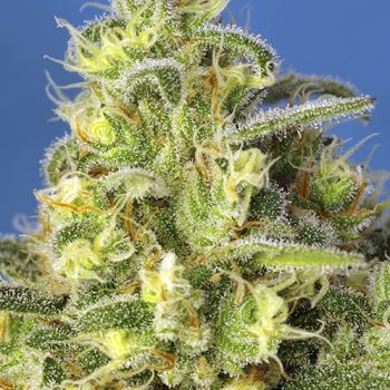 AUTO JACK47 XL 5 semi femm Sweet Seeds - immagine 2