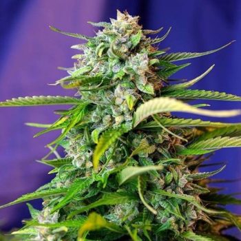 AUTO JACK47 3 semi femm Sweet Seeds