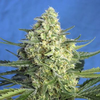AUTO JACK47 XL 3 semi femm Sweet Seeds
