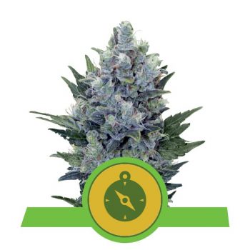 NORTHERN LIGHT AUTO 1 seme femm Royal Queen seeds