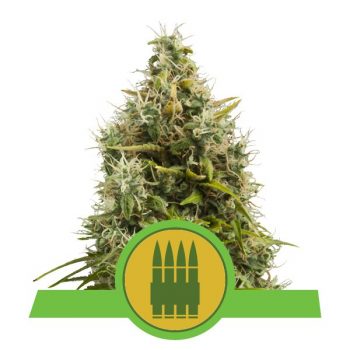 ROYAL AK AUTO 3 semi femm Royal Queen seeds