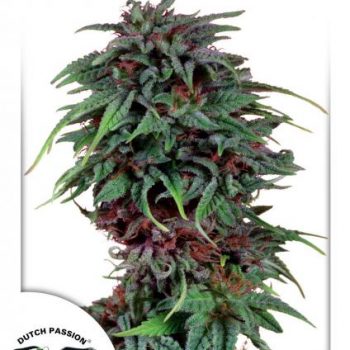 DURBAN POISON 5 semi femm Dutch Passion