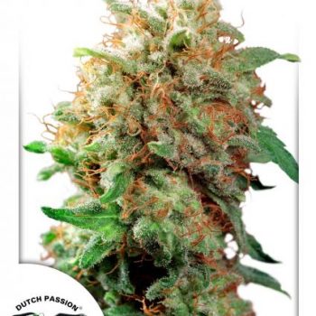 MAZAR 3 semi femm Dutch Passion