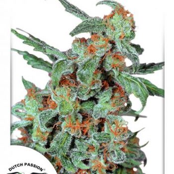 ORANGE BUD 5 semi femm Dutch Passion