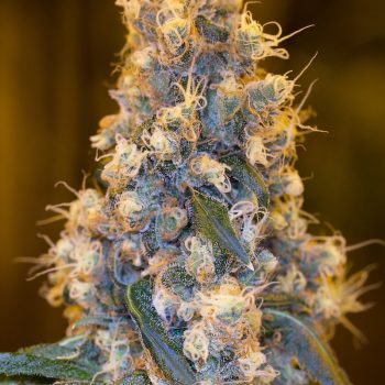 BLUE FIRE 3 semi femm Humboldt Seeds - immagine 1