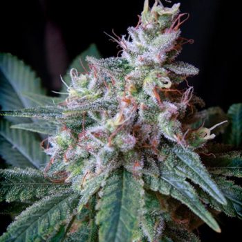 CREAM CARAMEL 3 semi femm Sweet Seeds
