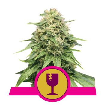 CRITICAL 1 seme femm Royal Queen seeds