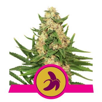 FAT BANANA 1 seme femm Royal Queen seeds