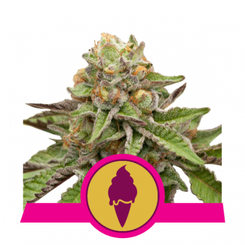 GREEN GELATO 1 seme femm Royal Queen seeds