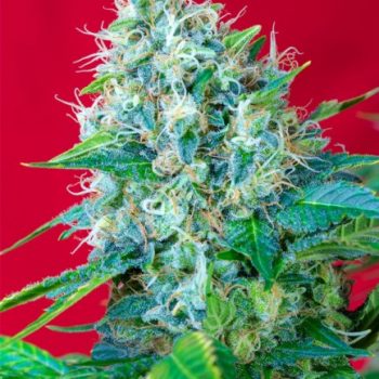 GREEN POISON 3 semi femm Sweet Seeds