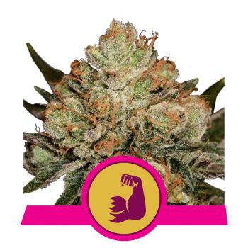 HULKBERRY 1 seme femm Royal Queen seeds