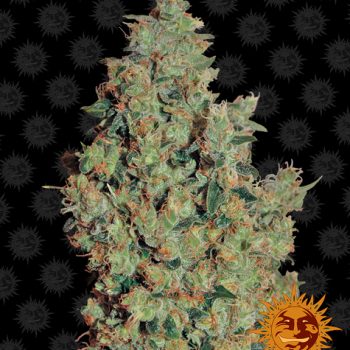 TANGERINE DREAM 1 seme femm Barney's Farm