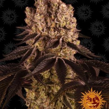 PURPLE PUNCH 1 seme femm Barney's Farm