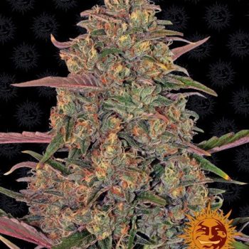 PINEAPPLE CHUNK 1 seme femm Barney's Farm