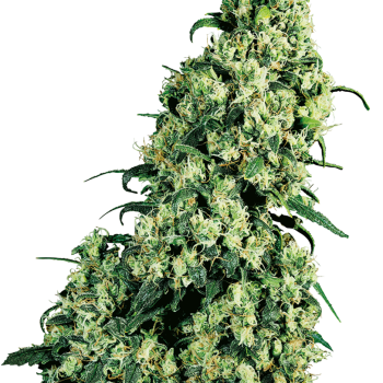 SKUNK#1 1 seme femm Sensi Seeds