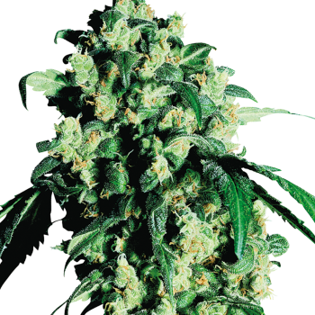 SUPER SKUNK 5 semi femm Sensi Seeds