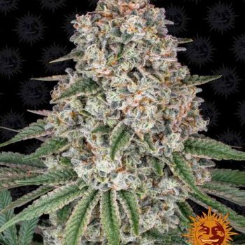 TROPICANNA BANANA 1 seme femm Barney's Farm