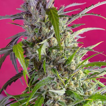 CRYSTAL CANDY AUTO 3 semi femm Sweet Seeds