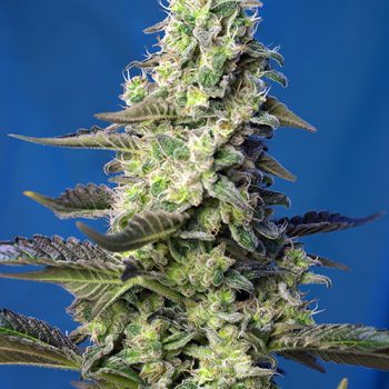 AUTO GREEN POISON XL- 3 semi femm Sweet Seeds