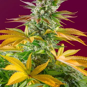 GORILLA GIRL FAST VERSION 3 semi femm Sweet Seeds