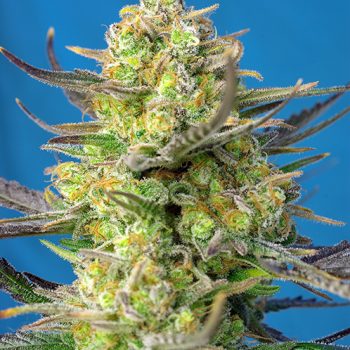 SWEET CHEESE XL AUTO 3 semi femm Sweet Seeds