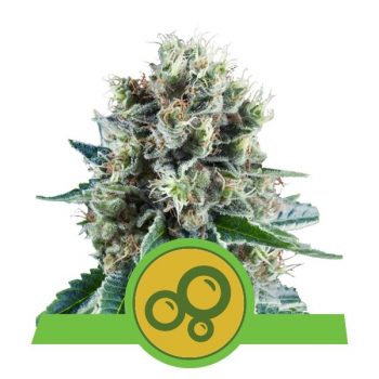 BUBBLE KUSH AUTO 1 seme femm Royal Queen seeds