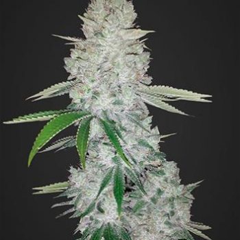 GORILLA GLUE AUTO- 3 semi femm Fast Bud