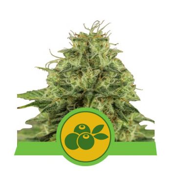 HAZE BERRY AUTO 1 seme femm Royal Queen Seeds