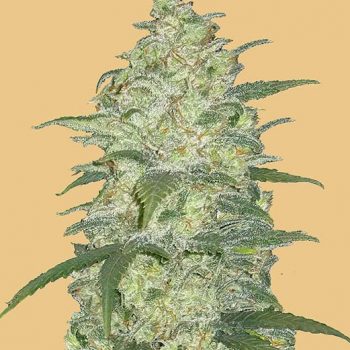 ORIGINAL WHITE WIDOW AUTO- 1 seme femm Fast Bud
