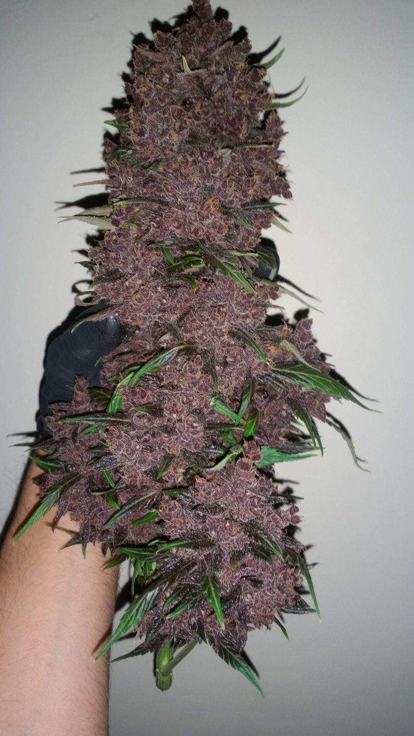 purple-lemonade-auto-1-seme-femm-fast-bud-santaplanta-grow-shop