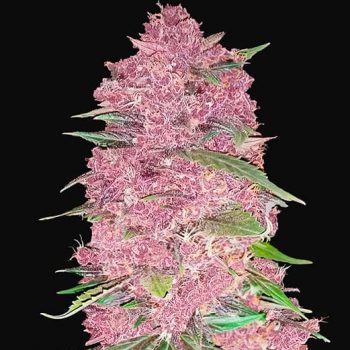 PURPLE LEMONADE AUTO- 1 seme femm Fast Bud