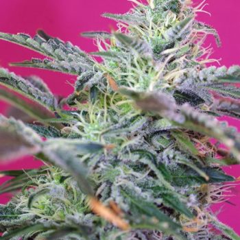 SWEET CHEESE AUTO 3 semi femm Sweet Seeds