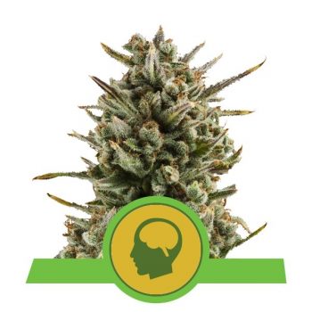 AMNESIA HAZE AUTO 1 seme femm Royal Queen Seeds