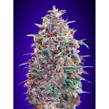 AUTO PURPLE DIESEL 1 seme femm Advanced Seeds