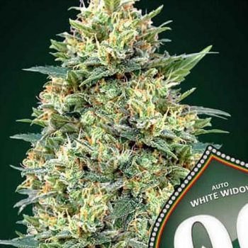 WHITE WIDOW XXL AUTO- 3 semi femm 00 Seeds
