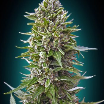 NORTHERN LIGHT AUTO- 3 semi femm 00 Seeds