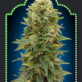 AUTO AFGHAN MASS 5 semi femm 00 Seeds