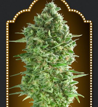 AUTO DO SI DOS COOKIES 3 semi femm 00 Seeds