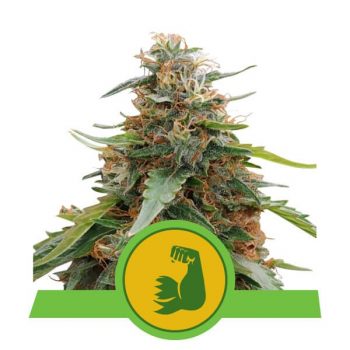 HULKBERRY AUTO 1 seme femm Royal Queen seeds