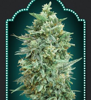 AUTO NORTHERN LIGHT XXL 3 semi femm 00 Seeds