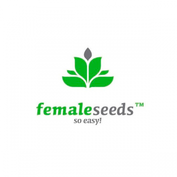 Female Seeds Femminizzata 4 semi