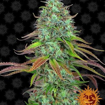 AUTO LSD 1 seme femm  Barney's Farm