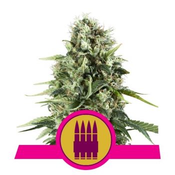 ROYAL AK 5 semi femm Royal Queen seeds