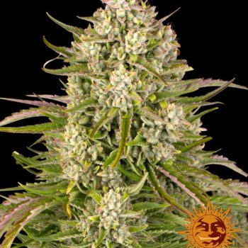 AUTO WEDDING CAKE 1 seme femm.  Barney's Farm