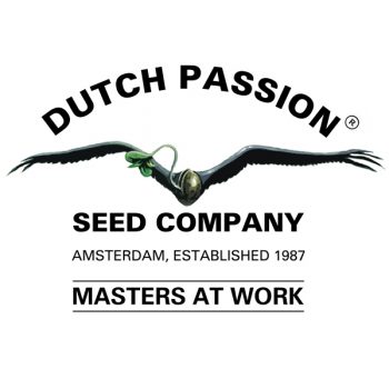 Dutch Passion Femminizzata 1 seme